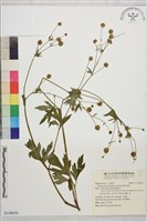 鉤柱毛茛藏品圖，第1張