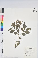 細葉饅頭果藏品圖，第1張