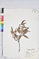 捲斗櫟藏品圖，第1張