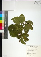 止宮樹藏品圖，第1張