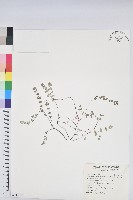 鵝鑾鼻大戟藏品圖，第1張