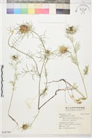 黑種草藏品圖，第1張