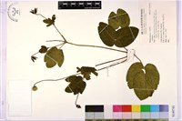 登錄號:S149741藏品圖，第1張