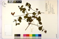 登錄號:S149742藏品圖，第1張