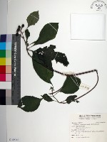 臺灣玉葉金花藏品圖，第1張