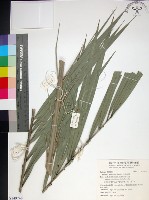 台灣海棗藏品圖，第1張