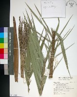 台灣海棗藏品圖，第1張