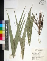 台灣海棗藏品圖，第1張