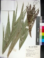 台灣海棗藏品圖，第1張