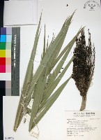 台灣海棗藏品圖，第1張