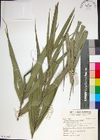 台灣海棗藏品圖，第1張