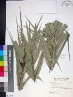 台灣海棗藏品圖，第1張