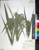 台灣海棗藏品圖，第1張