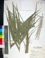 台灣海棗藏品圖，第1張