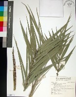 台灣海棗藏品圖，第1張