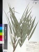 台灣海棗藏品圖，第1張