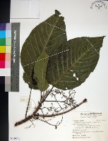 咬人狗藏品圖，第1張