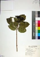 臭娘子藏品圖，第1張