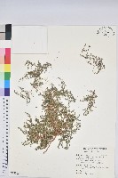 匐根大戟藏品圖，第1張