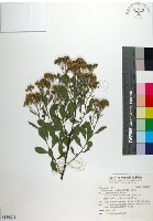 鯽魚膽、闊苞菊藏品圖，第1張