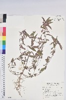 登錄號:S149876藏品圖，第1張