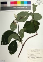 臺灣玉葉金花藏品圖，第1張