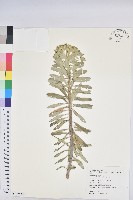 岩大戟藏品圖，第1張