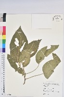 登錄號:S149910藏品圖，第1張