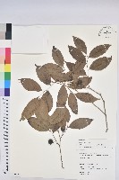 交力坪鐵色藏品圖，第1張