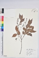 米飯花藏品圖，第1張