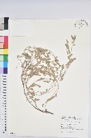 假葉下珠藏品圖，第1張