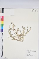 匐根大戟藏品圖，第1張