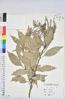 子彈石櫟藏品圖，第1張