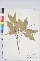 子彈石櫟藏品圖，第1張