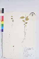 密花五月茶藏品圖，第1張