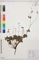 天葵藏品圖，第1張