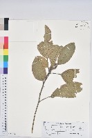 嶺南青剛櫟、嶺南椆藏品圖，第1張