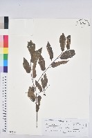 登錄號:S150157藏品圖，第1張