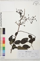 勾兒茶藏品圖，第1張