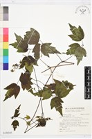 女萎藏品圖，第1張