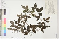 土佐鐵線蓮藏品圖，第1張