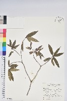登錄號:S150265藏品圖，第1張