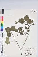 登錄號:S150266藏品圖，第1張