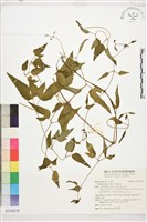 轉子蓮藏品圖，第1張