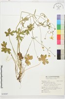 毛茛藏品圖，第1張