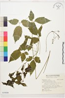 小木通藏品圖，第1張