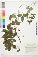 登錄號:S150289藏品圖，第4張