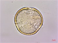 登錄號:S150289藏品圖，第1張