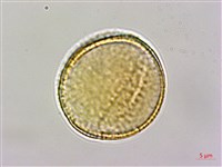 登錄號:S150289藏品圖，第2張