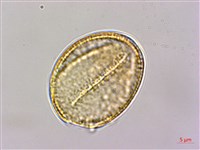 登錄號:S150289藏品圖，第3張